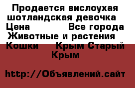 Продается вислоухая шотландская девочка › Цена ­ 8 500 - Все города Животные и растения » Кошки   . Крым,Старый Крым